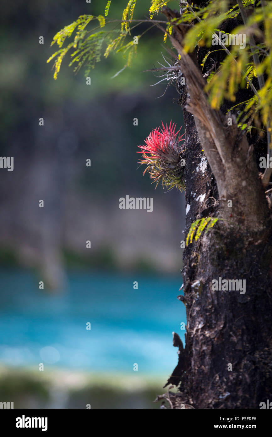 Bromelie blht -Fotos und -Bildmaterial in hoher Auflsung  Alamy