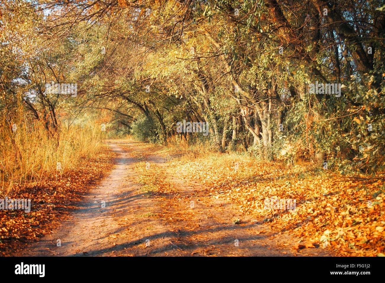 Schöne romantische Gasse in einem Park mit bunten Bäumen und Sonnenlicht Stockfoto