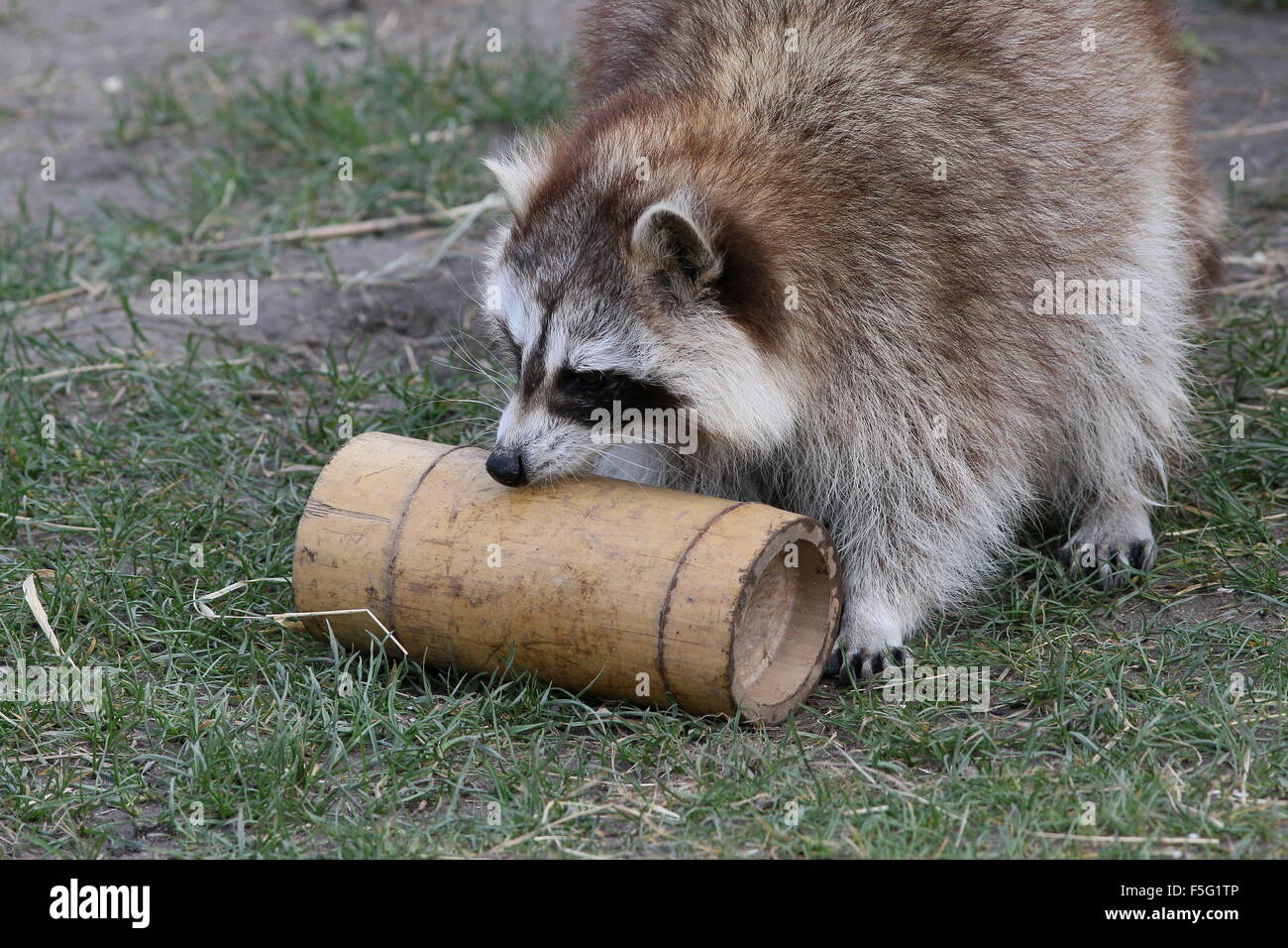 Nordamerikanischer Waschbär (Procyon Lotor) versuchen, einen Snack aus einem Bambus-Container in Rotterdam Blijdorp Zoo, Niederlande zu extrahieren Stockfoto