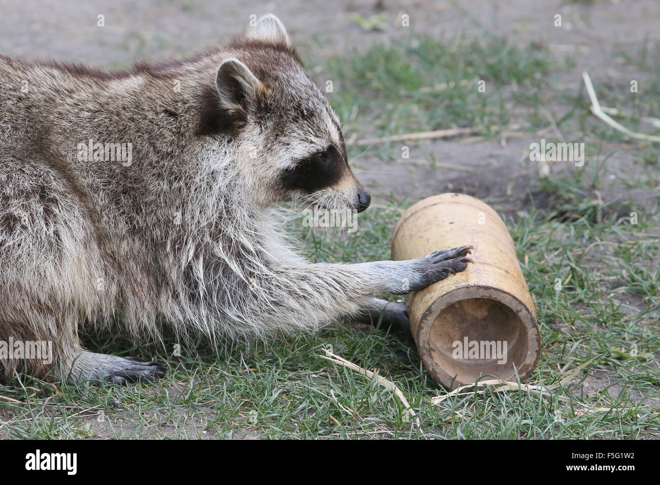 Nordamerikanischer Waschbär (Procyon Lotor) versuchen, einen Snack aus einem Bambus-Gehäuse in Rotterdam Blijdorp Zoo, Niederlande zu extrahieren Stockfoto