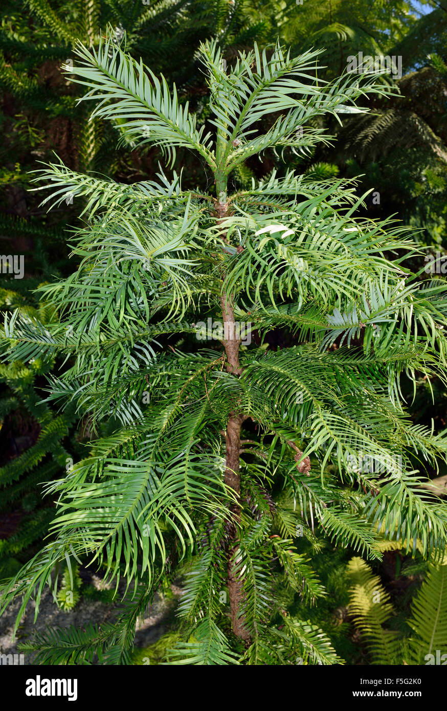 Wollemi Pine - Wollemia Nobilis alten Baumarten aus Wollemi Nationalpark in New South Wales, Australien Stockfoto