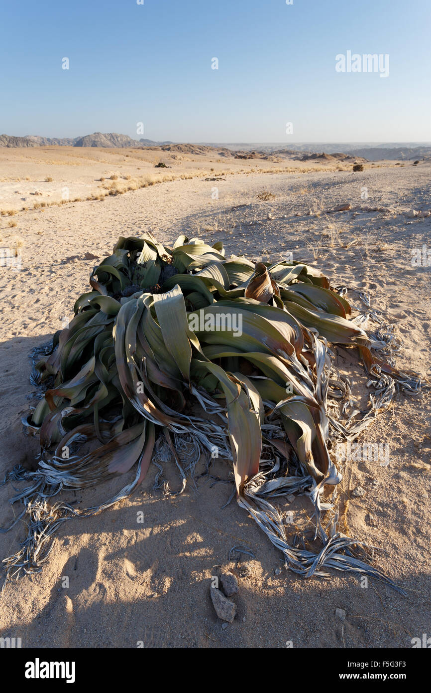 Hervorragendes Beispiel der Welwitschia Mirabilis schätzungsweise mehr als 1500 Jahre alt sein, Wüste Erongo, Namibia, super Anlage, liv Stockfoto
