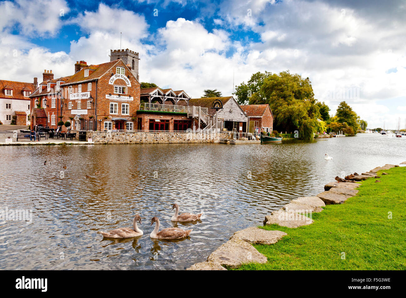 Eine Gruppe von Höckerschwan Cygnets auf dem Fluß Frome an Wareham, Dorset, England, UK Stockfoto