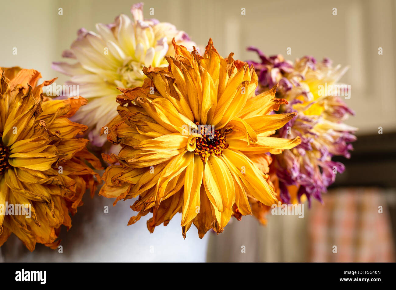 Dahlia Blumen fast bereit für den Austausch und im Niedergang Stockfoto