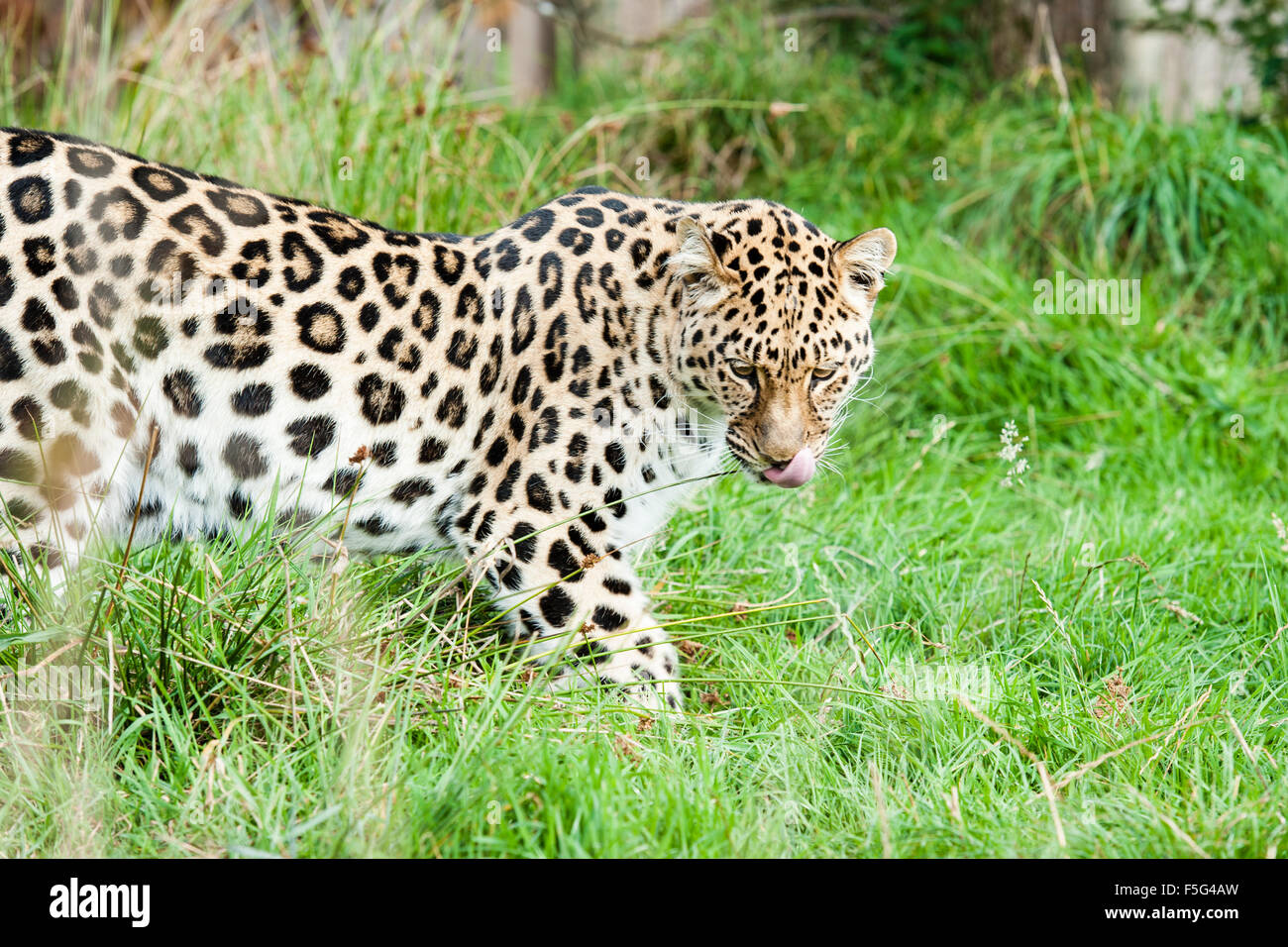 Ein Amur-Leopard, auch bekannt als der Fernost-Leopard. Stockfoto