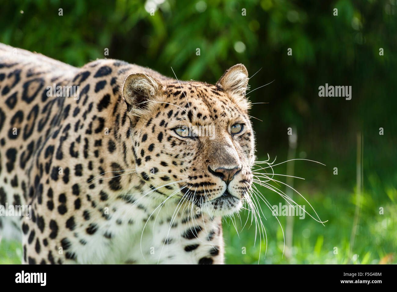 Ein Amur-Leopard, auch bekannt als der Fernost-Leopard. Stockfoto