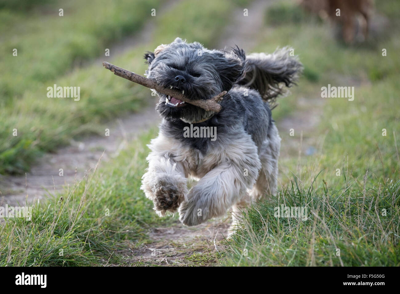Hund läuft mit Stock im Mund Stockfoto