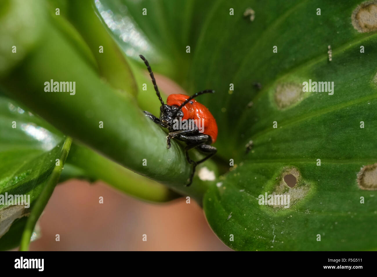 Lilien schadling Fotos und Bildmaterial in hoher Auflösung Alamy