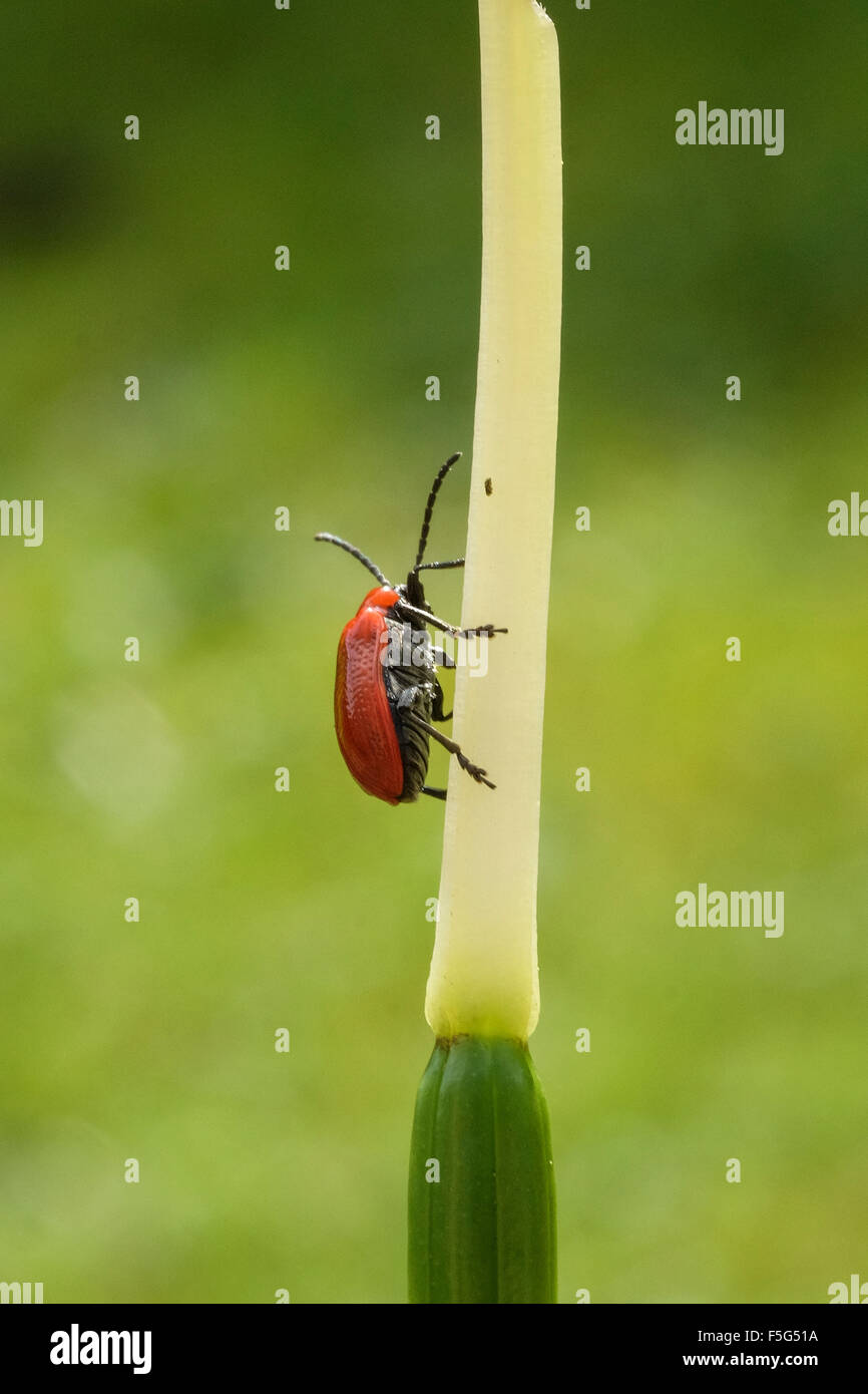 Die scharlachroten Lilie Käfer, rote Lilie Käfer oder Lilie Getreidehähnchen ist ein Blatt-Käfer, der Blätter, Stängel, Knospen und Blumen, der frisst Stockfoto