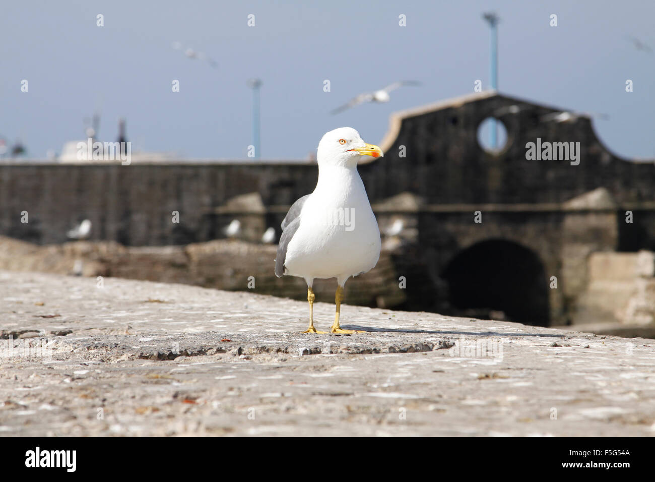 Möwe (gelb-legged Möve) stehen an einer Wand in der Skala du Port in Essaouira, Marokko Stockfoto