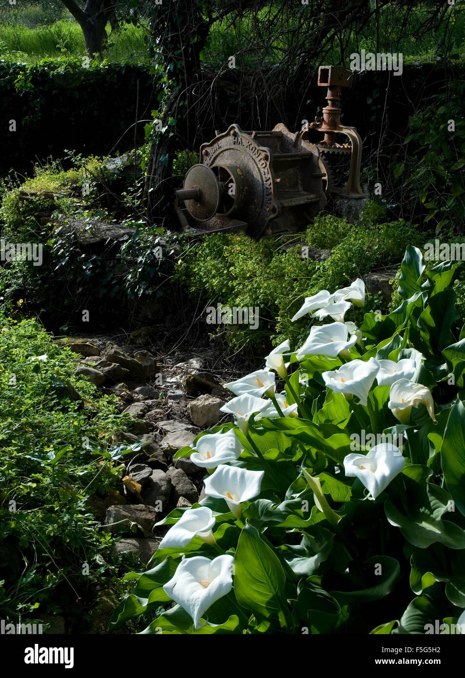 Arum Lilies (Zantedechia Aethiopica) trockenen Bach mit alten Tier betriebene Spülpumpe Stockfoto