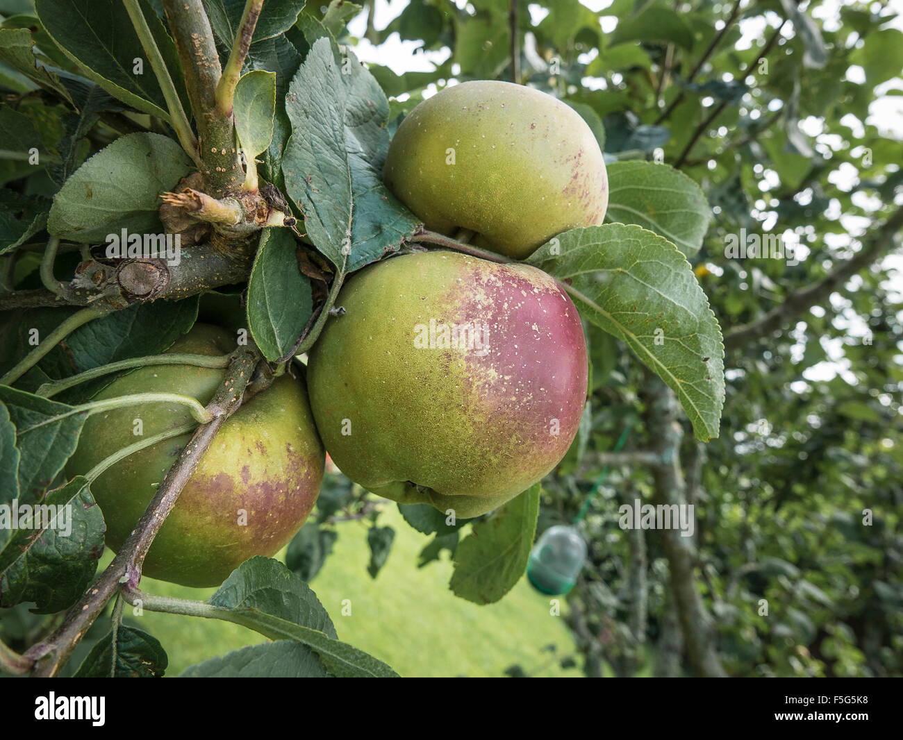 Äpfel wachsen in Cornwall Vielzahl Gladstone Stockfoto