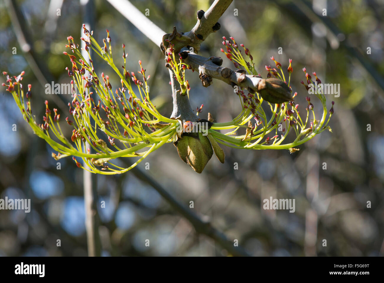 Asche Baum Knospen und Blüten mit Marienkäfer Stockfoto