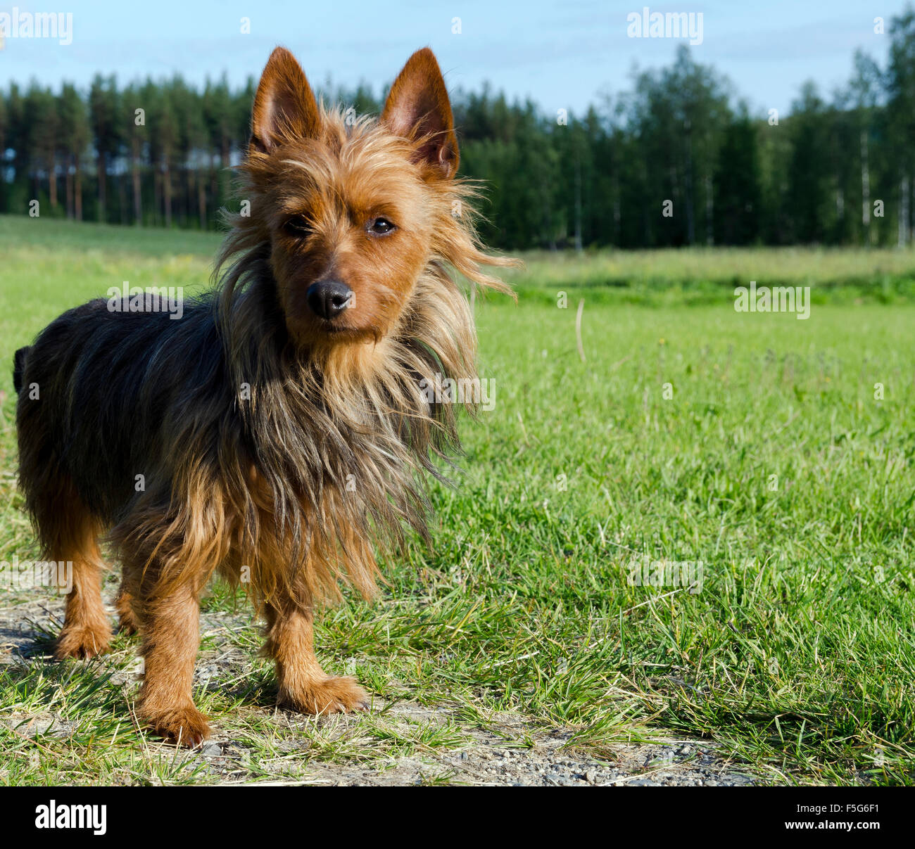 Australian Terrier stehend in einer Wiese, Bild aus Nordschweden. Stockfoto