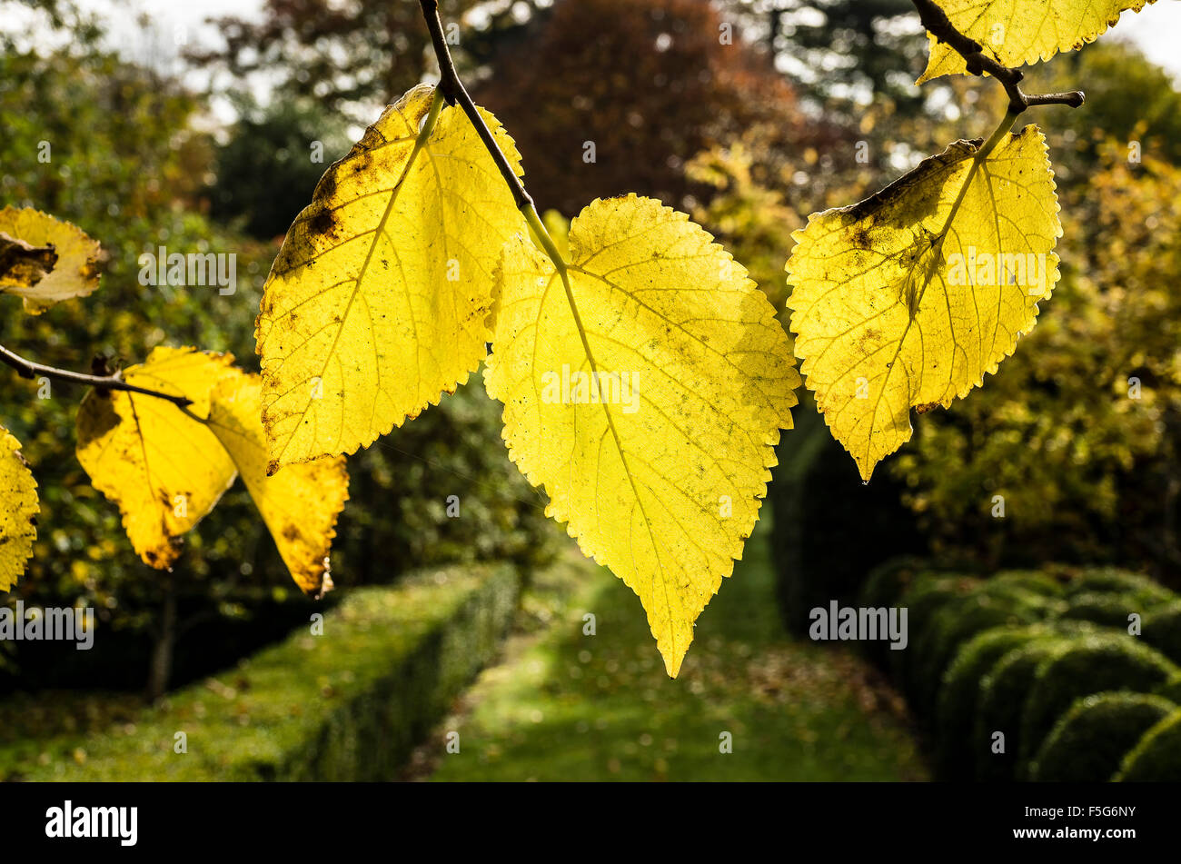 Mulberry Blätter im Herbst Licht Stockfoto