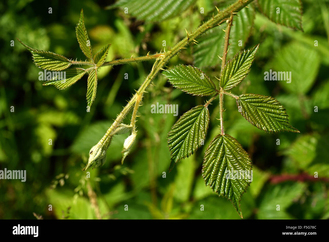 Wachsende Punkt Spitze einer weitläufigen Brombeere oder Brombeere, Rubus Fruticosus, schießen mit jungen Blätter, Juni Stockfoto