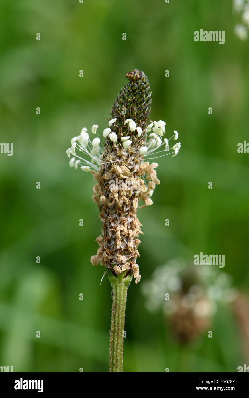 Blütenrispe oder Blütenstand einer hoary Wegerich, Plantago Media, Antheren sterben an der Basis, Juni Stockfoto