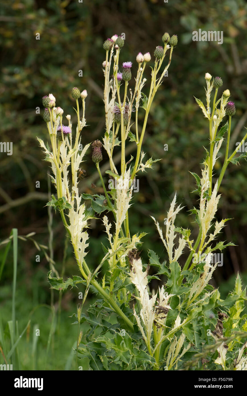 Chlorosen verursacht durch ein Bakterium Pseudomonas Syringae pv Tagetis (PST) auf schleichende Distel, Dorset, Oktober Stockfoto