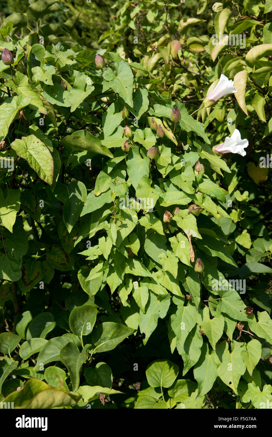 Groß größer Ackerwinde Pflanzen in Ende der Saison einen lila Baum mit Blumen bedeckt und seeding-pods, September Stockfoto