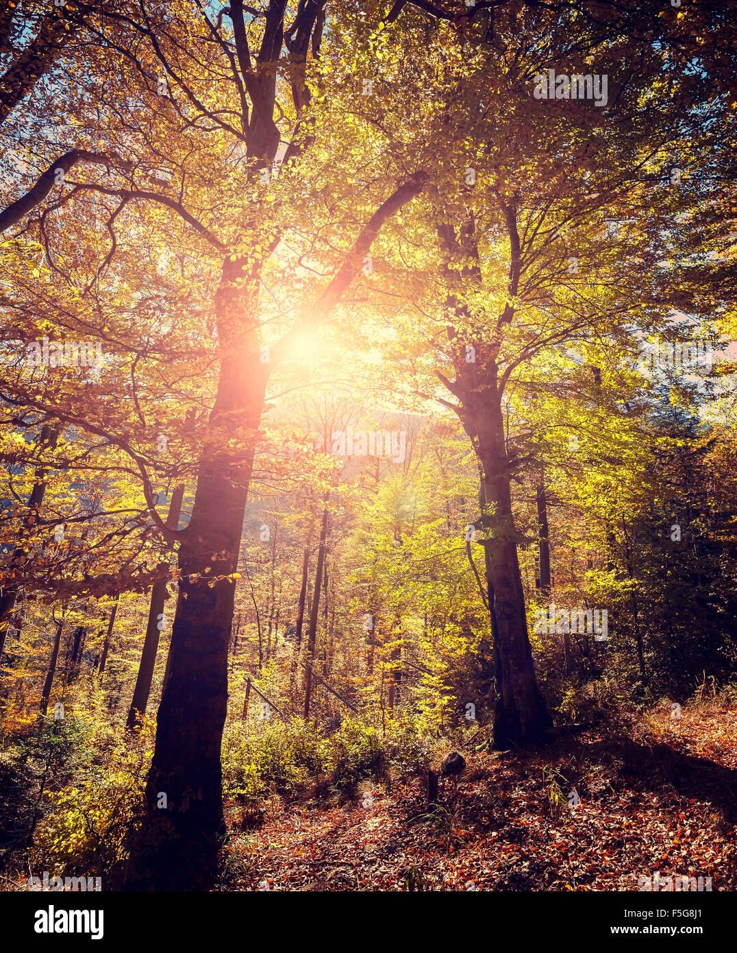 Retro-stilisierte Bild des herbstlichen Waldes. Stockfoto