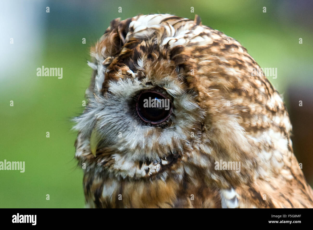 Eule hautnah Stockfoto