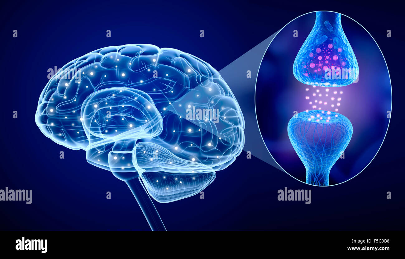 Menschliche Gehirn und aktive Rezeptor Stockfoto