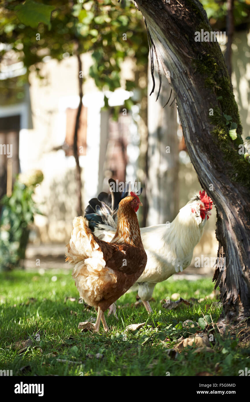 Zwei Hühner stehen im Schatten einer alten Weinrebe im Garten an einem sonnigen Tag. Stockfoto