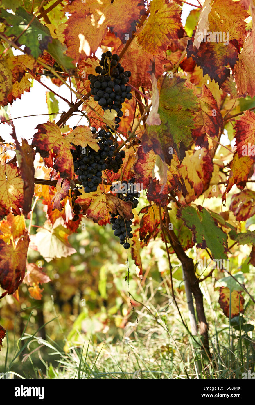 Rote Trauben auf der Rebe, die bereit sind, auf einem ökologischen Weinberg zu ernten. Stockfoto