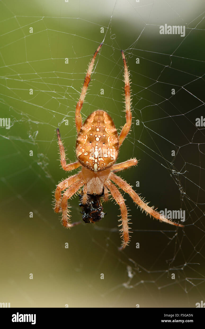Weibliche Orb Weaver Spider aka Cross Spider (Araneus Diadematus), in dem Web mit Beute. Stockfoto