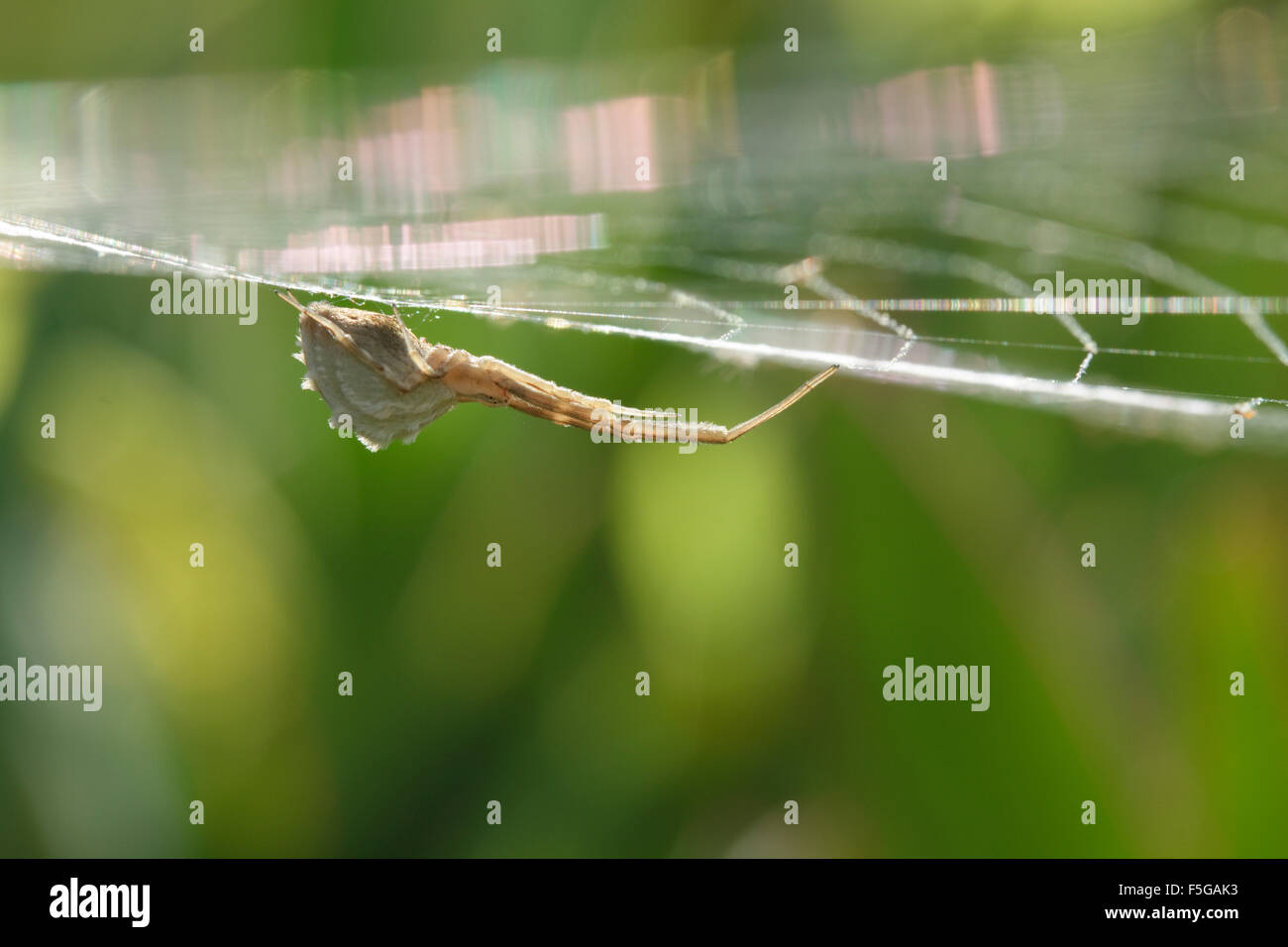 Feder-beinigen SP. Uloborus Walckenaerius Erwachsene Spinne hängen von seiner schillernden Web im Grünland. Lemnos Insel, Griechenland Stockfoto