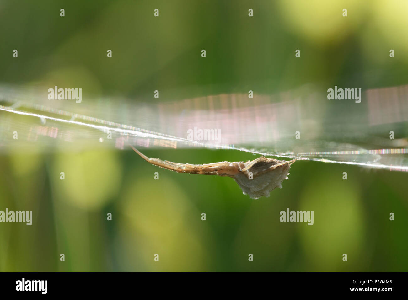 Feder-beinigen SP. Uloborus Walckenaerius Erwachsene Spinne von Spinngewebe in Grünland hängen. Lemnos Insel, Griechenland Stockfoto