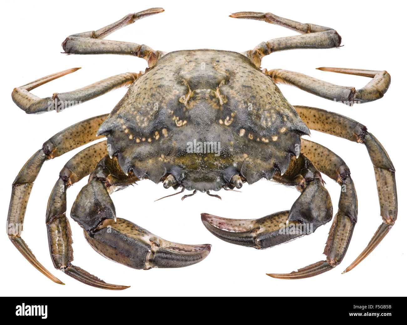 Carcinus maenas -edible alive crab isolated on a white background. Stockfoto