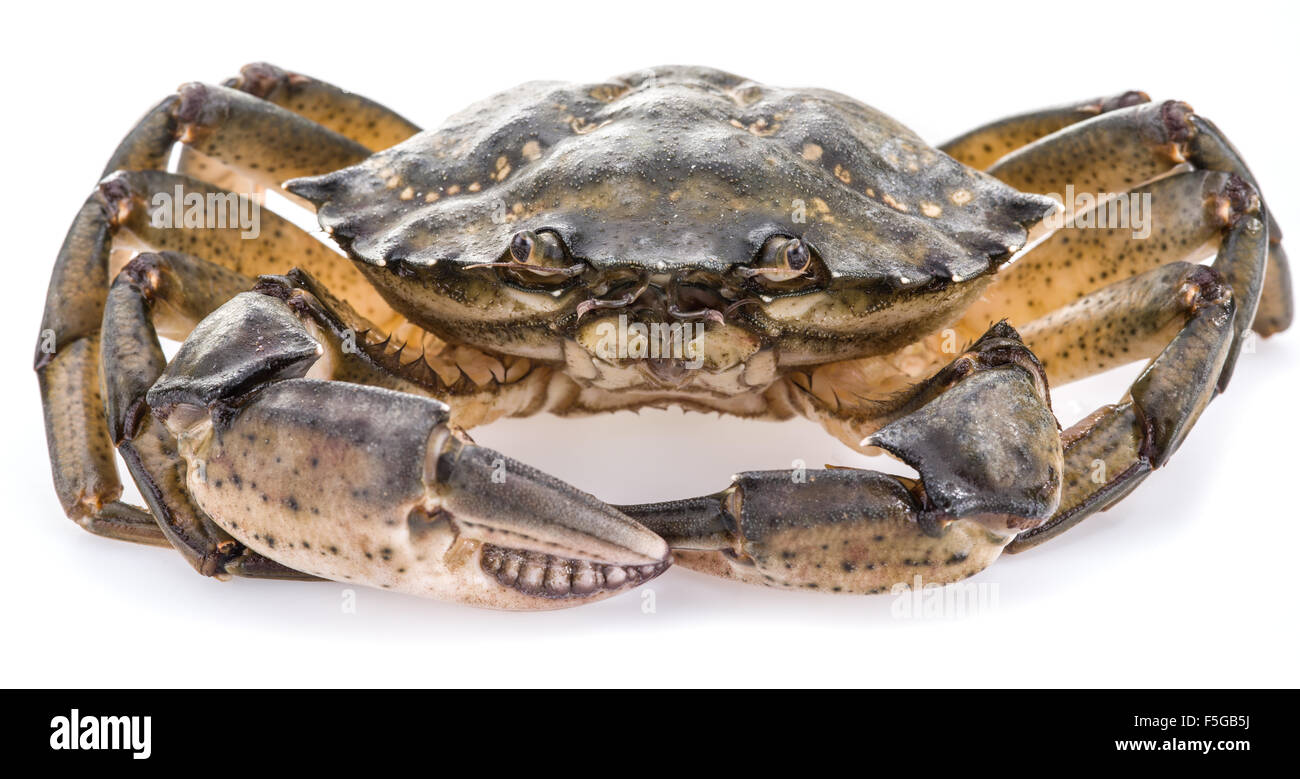 Krabbe isoliert Fotos und Bildmaterial in hoher Auflösung Alamy