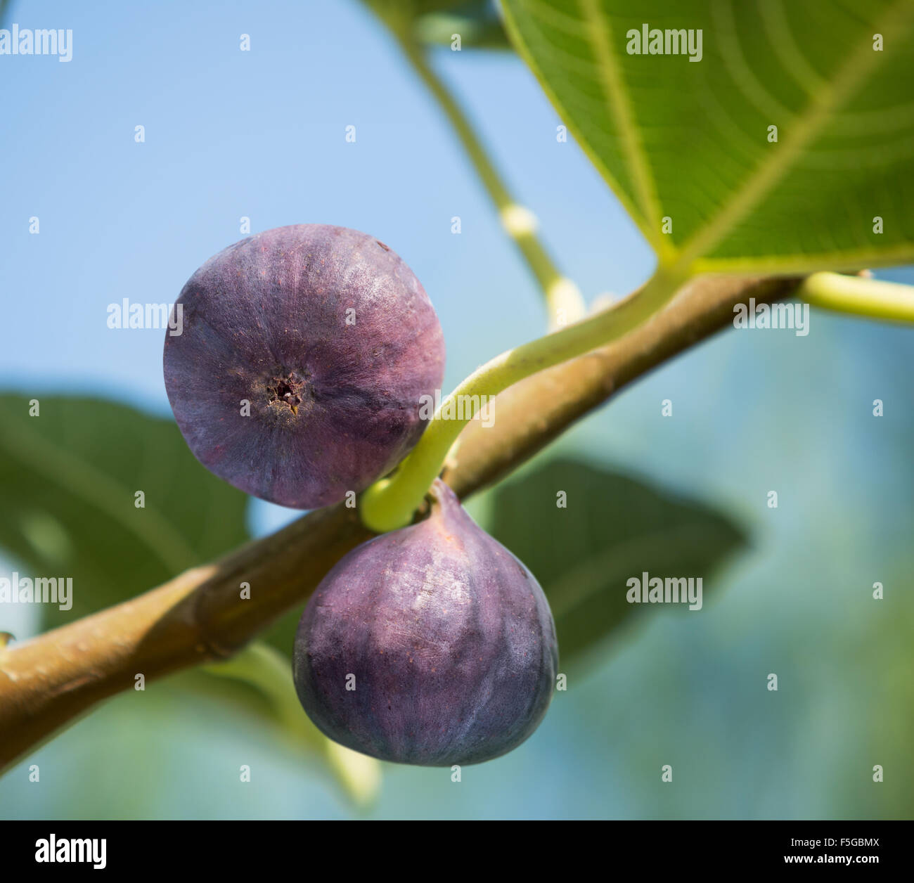 Reife Feigen Früchte auf dem Baum. Closeup erschossen. Stockfoto