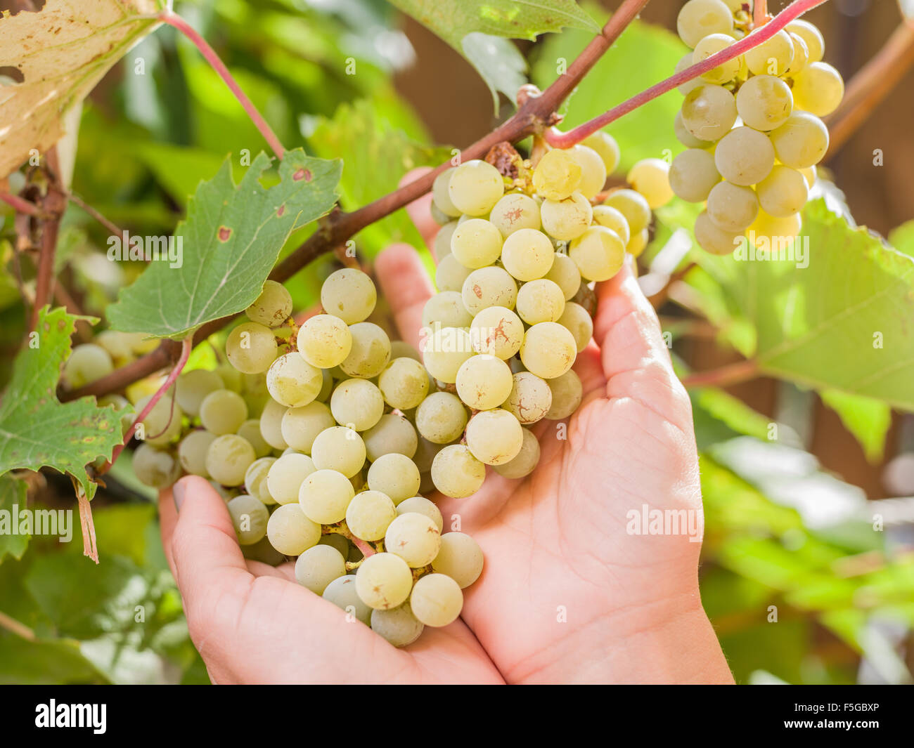 Reihe von weißen Trauben am Rebstock. Die Trauben werden mit Frauenhand gelebt. Stockfoto