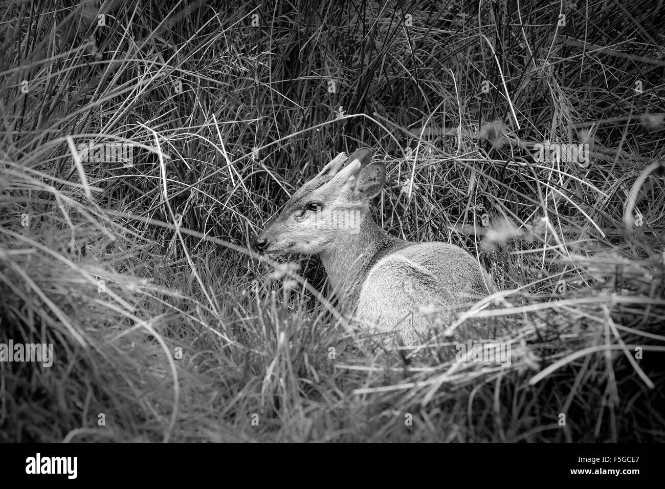 Britische Säugetiere Stockfoto