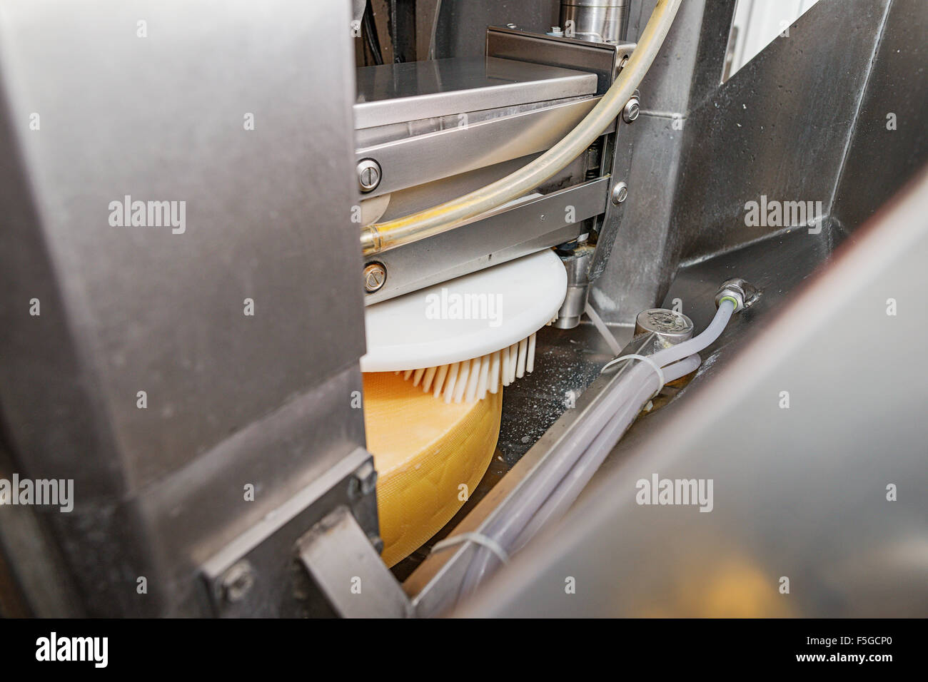 Eine Maschine Bürsten Laibe, die in einem Keller in einer Käserei im Dorf Echarlens gereift sein werden. Gruyère, Swi Stockfoto