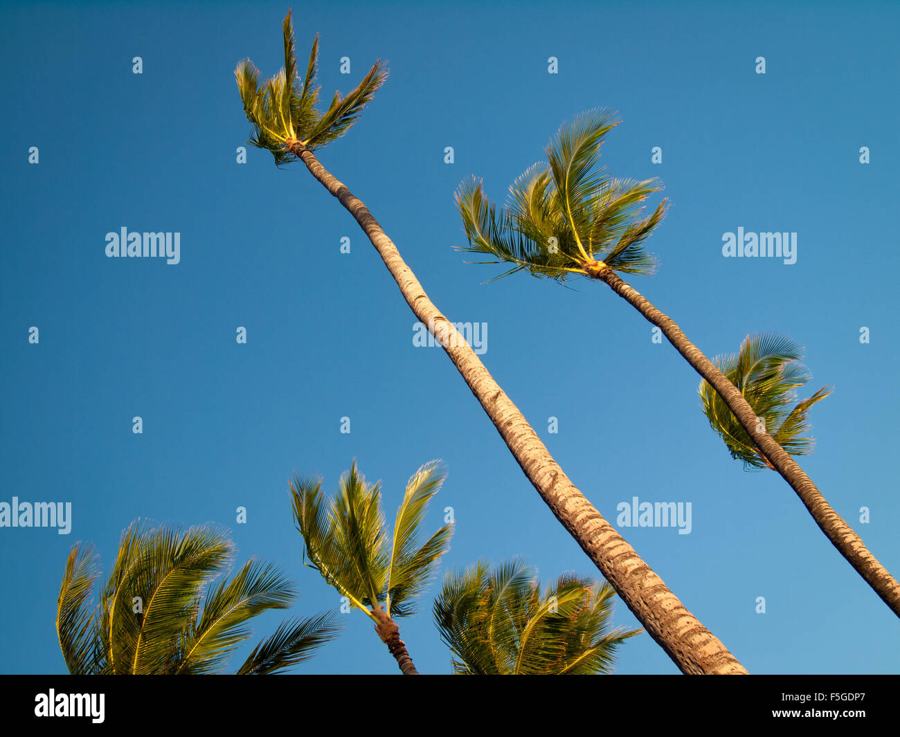 Kokosnuss-Palmen blähen sich im Wind am Anaeho'omalu Beach in Waikoloa, Hawai ' i (Hawaii). Stockfoto