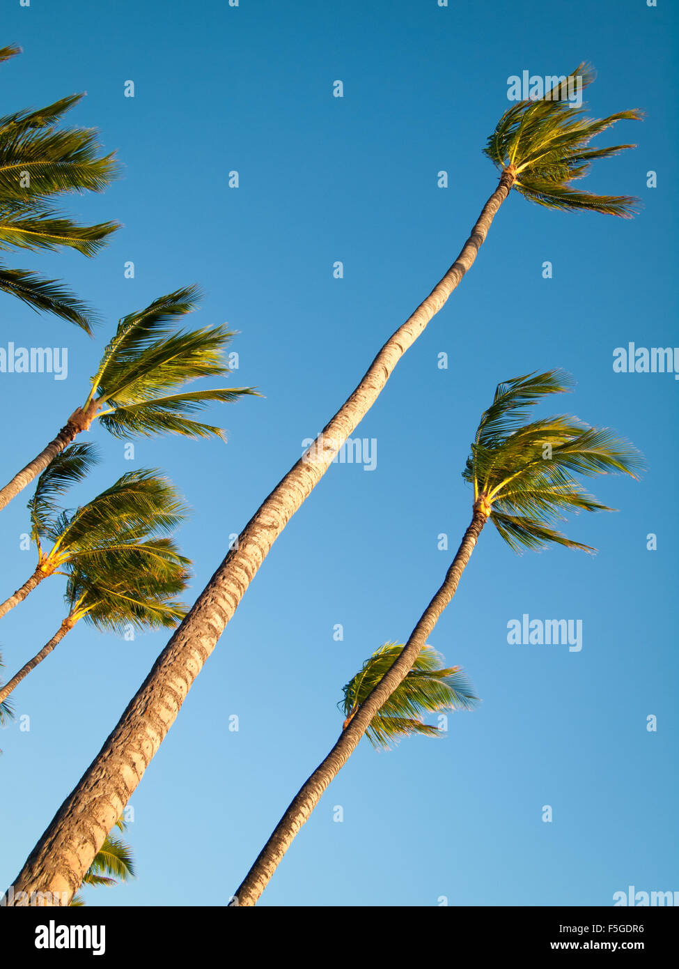 Kokosnuss-Palmen blähen sich im Wind am Anaeho'omalu Beach in Waikoloa, Hawai ' i (Hawaii). Stockfoto