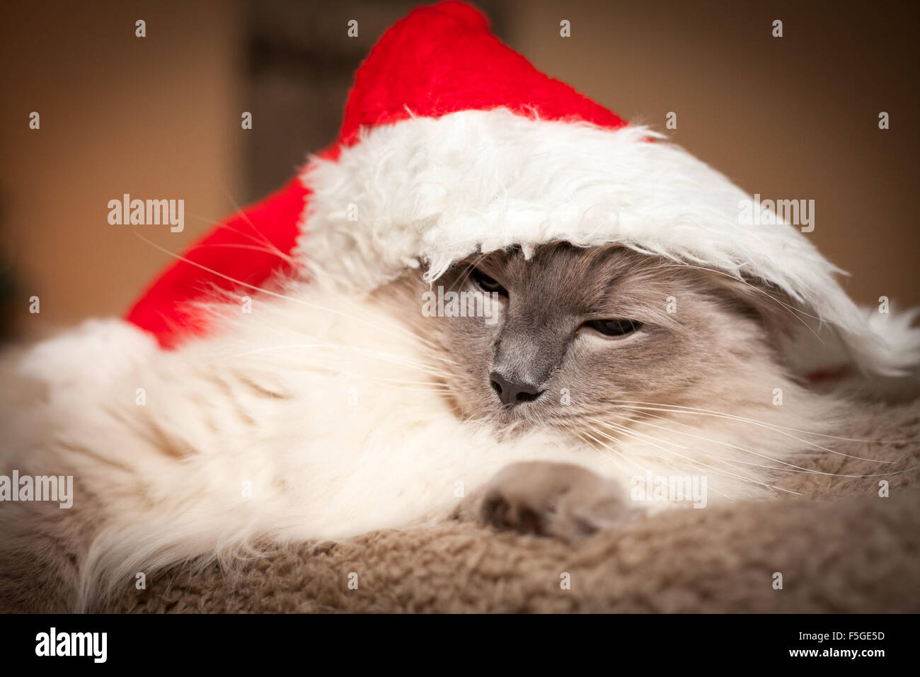 Ragdoll Katze in Weihnachtsmütze Stockfoto