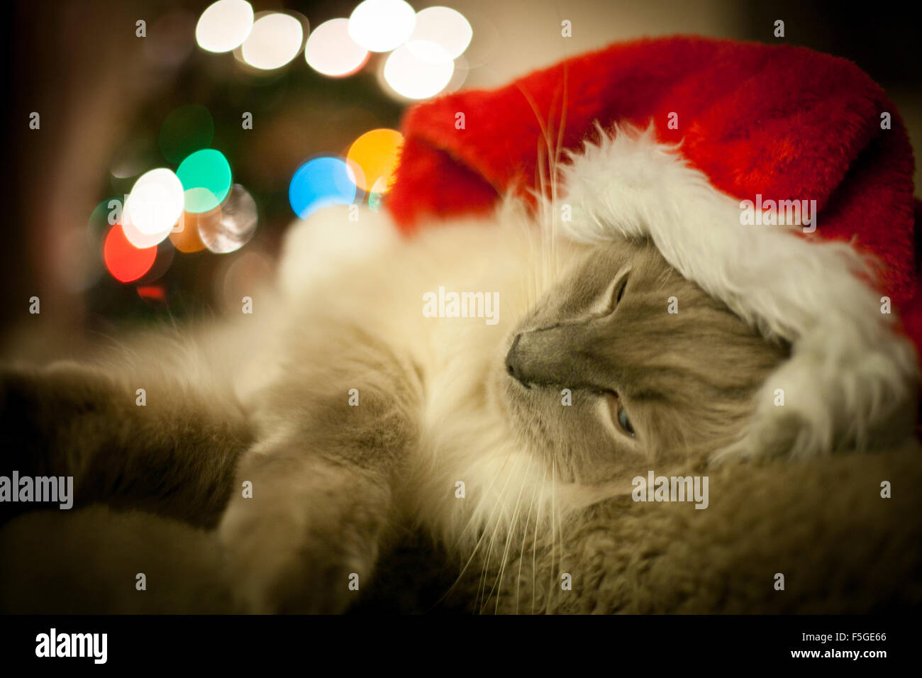 Weihnachtskatze Stockfoto