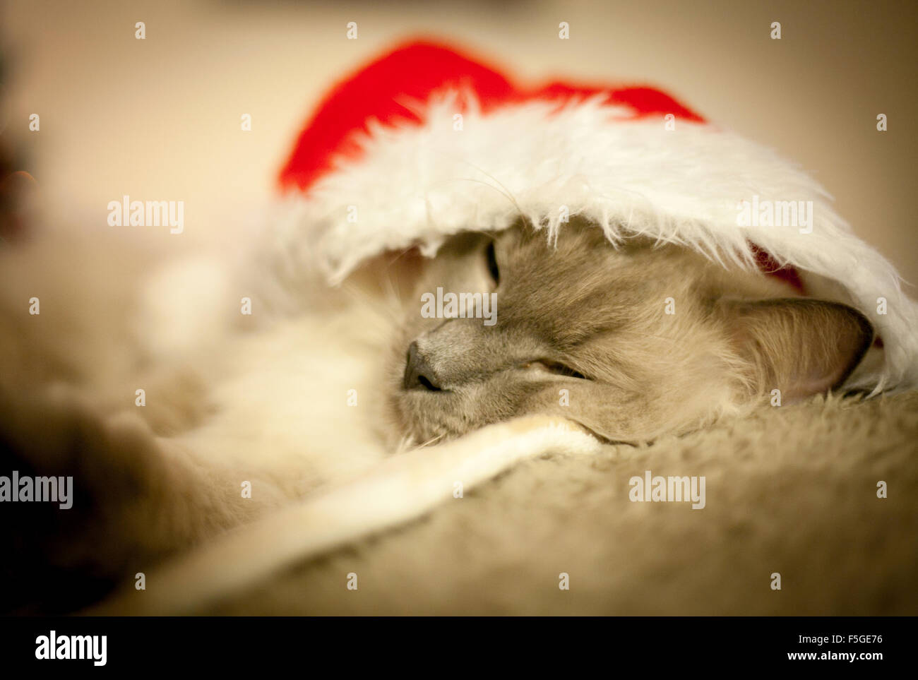 Weihnachtskatze Stockfoto