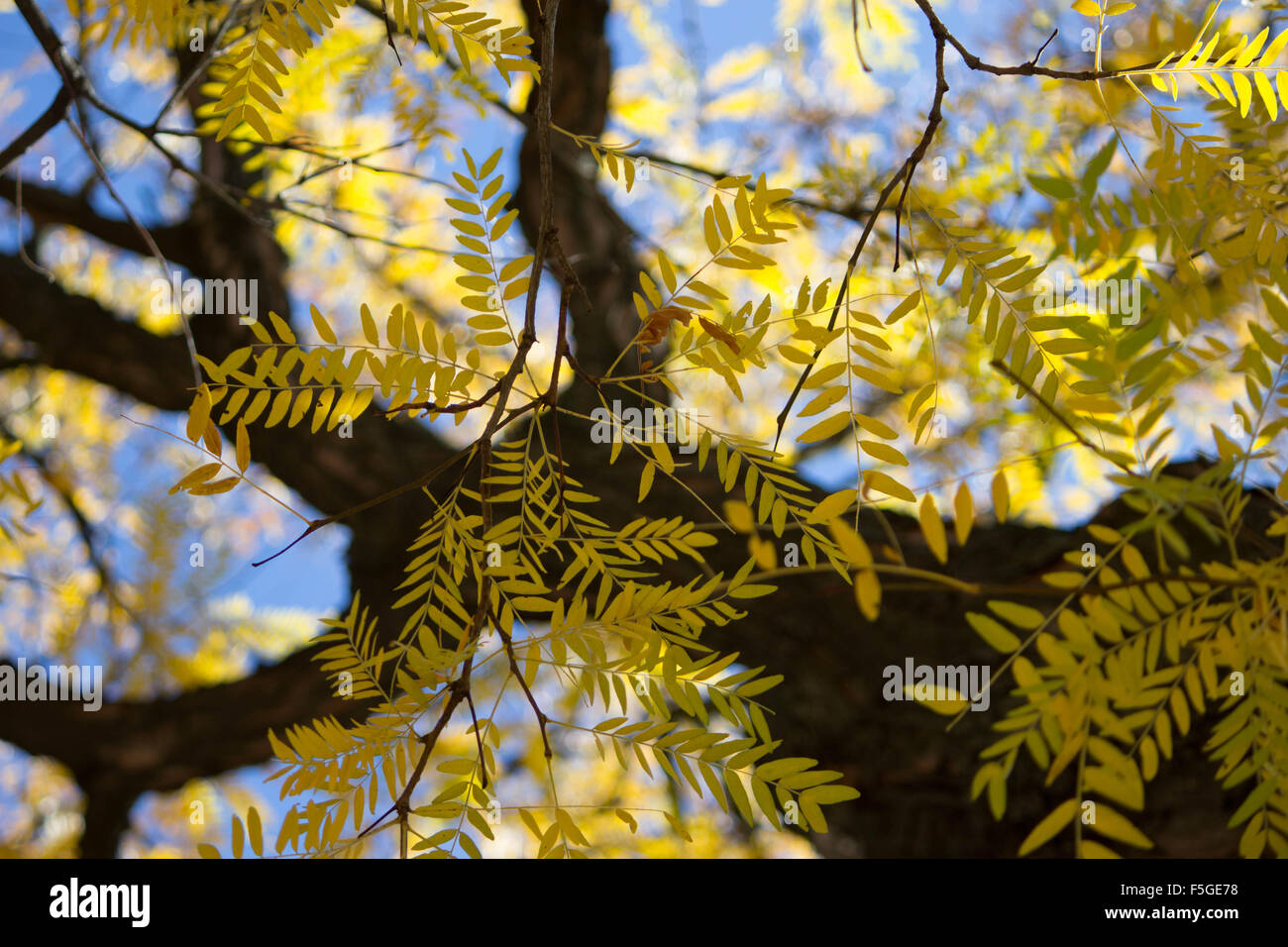 Herbst Blatter Long Island New York Eine Spate Nachmittagssonne