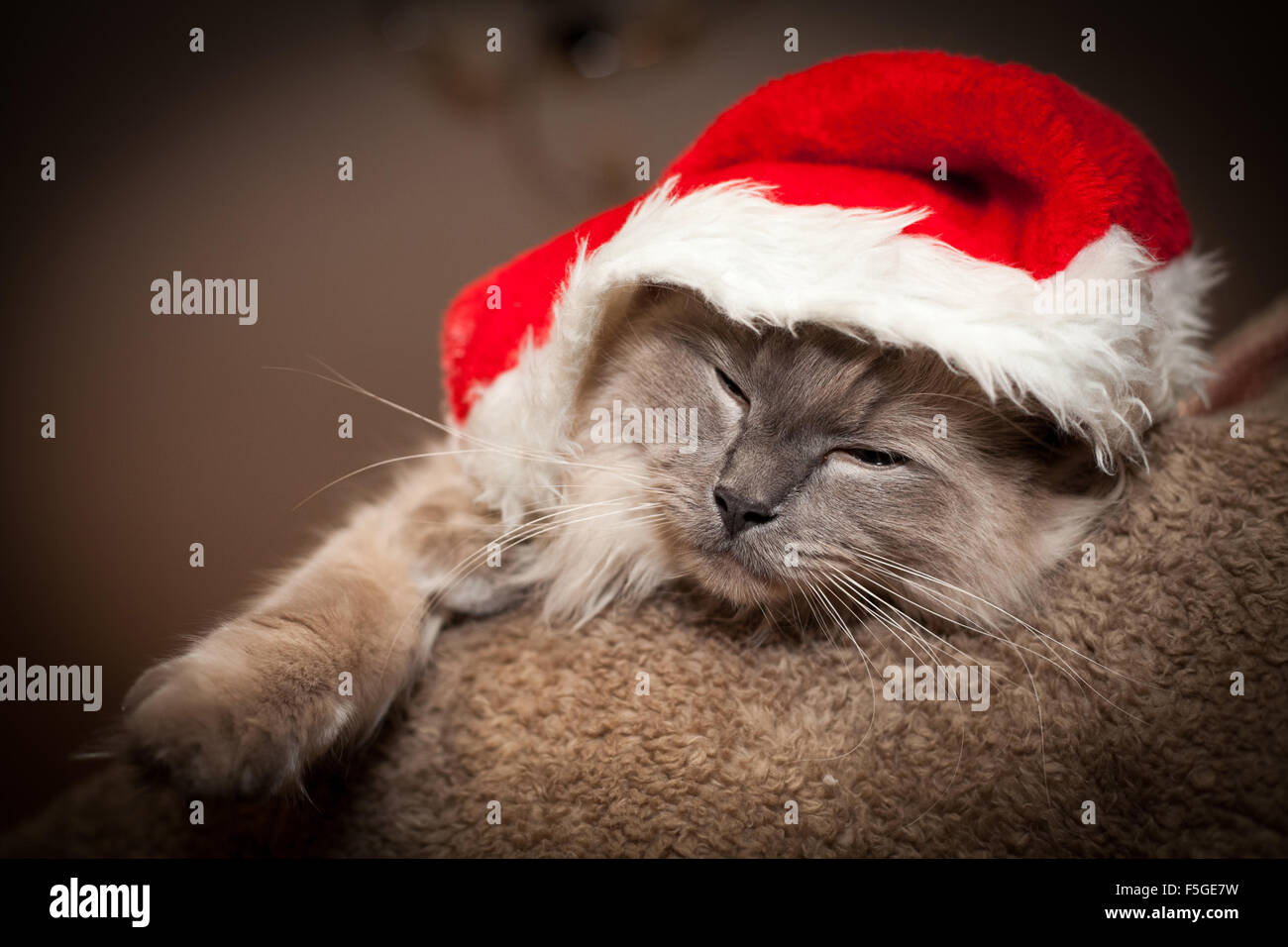 Weihnachtskatze Stockfoto