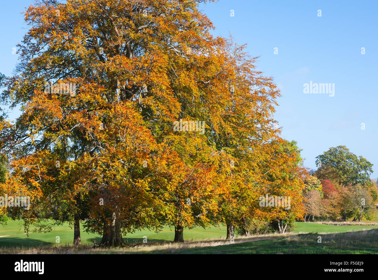 Schönen Herbst Bäume und blauer Himmel Stockfoto