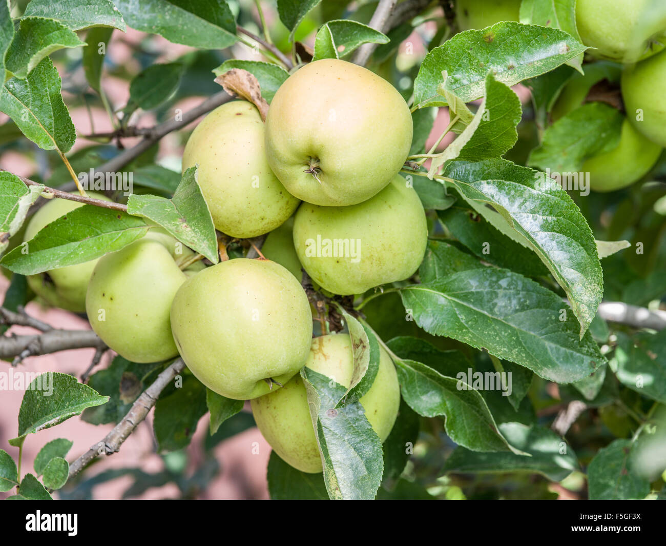 Die Reifen Golden Delicious Äpfel auf dem Baum. Closeup erschossen. Stockfoto