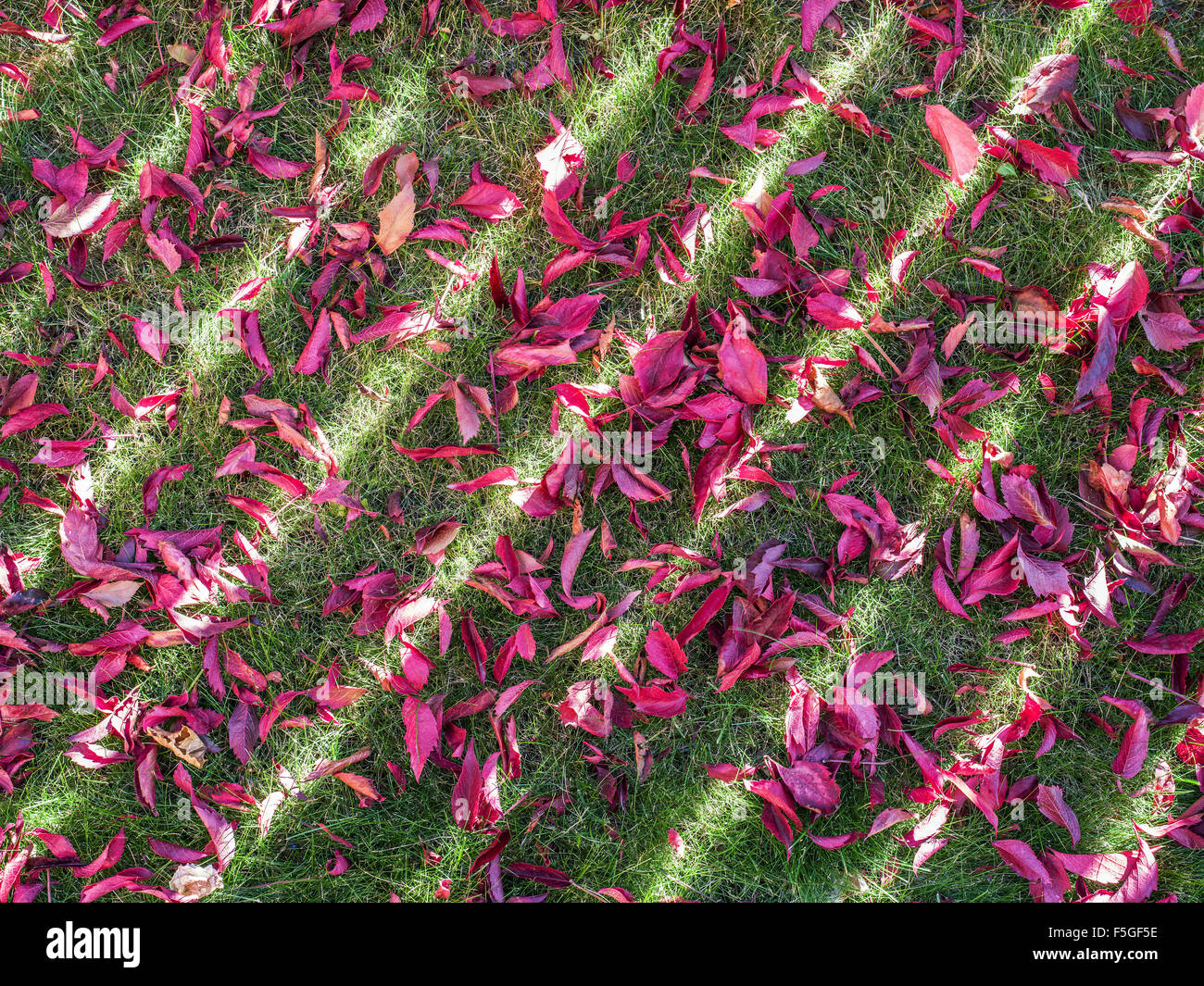 Rote Blätter auf dem grünen Rasen. Natur-Hintergrund. Stockfoto