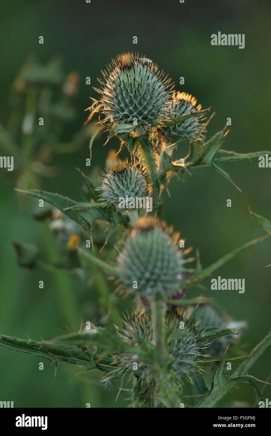 Distel Samenköpfe Speer Stockfoto