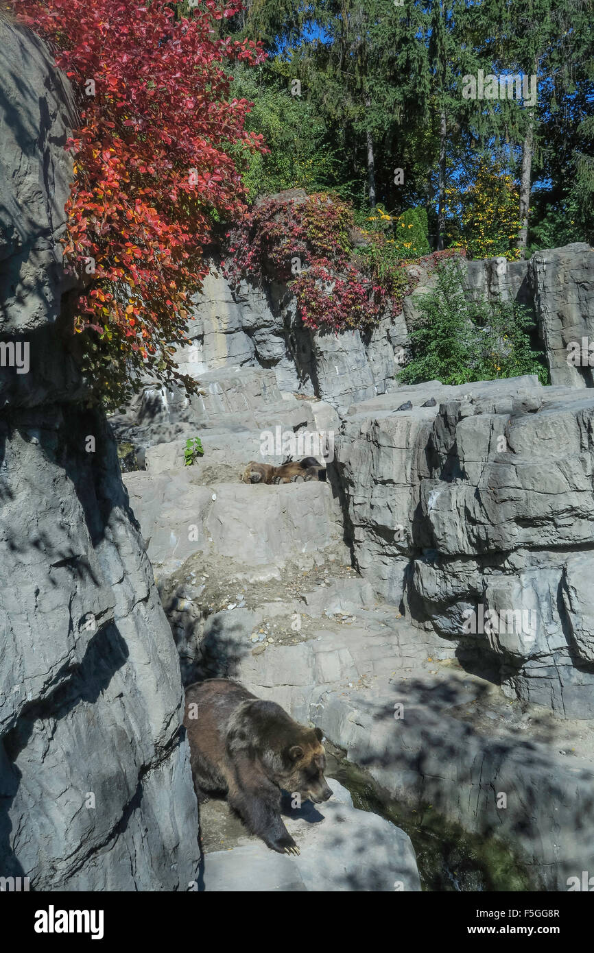 Grizzly Bear Habitat im Central Park Zoo, NYC, USA Stockfoto