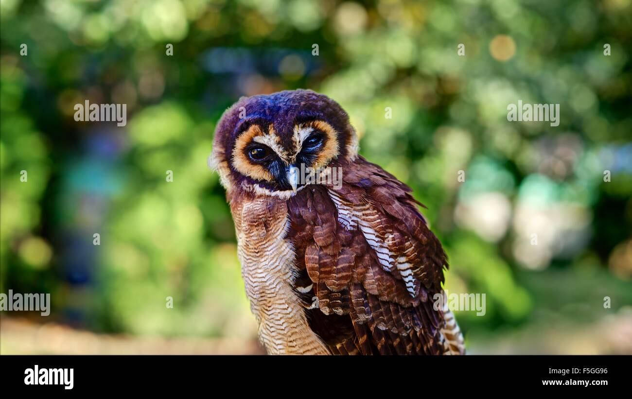 Eine horizontale Porträt einer scharf gerenderten malaysischen braun Holz Eule im Hintergrund unscharf Laub Blick in die Kamera. Stockfoto